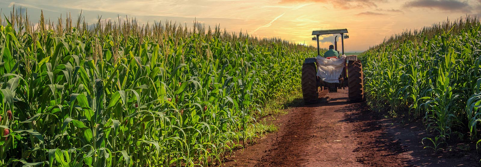 Tractor in a field of crops.